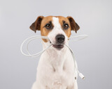 Fototapeta Zwierzęta - Jack russell terrier dog holding a type c cable in his teeth on a white background. 