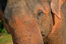Sri Lankan Elephant, Elephas Maximus Maximus, Wilpattu National Park, Sri Lanka, Asia