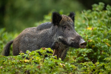 Wall Mural - Wild boar in the wild rose bushes