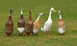 Six Runner Ducks standing in a row isolated on grass