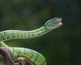 Fototapeta Zwierzęta - green snake on a tree