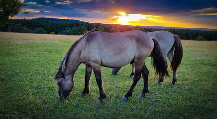 horse in the field