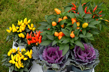 A Man Chooses Plants For The Garden, For An Ornamental Bed. Box, Planter With Plants And Ornamental Cabbage And Peppers With Colorful Red Leaves And Fruits. In His Hand