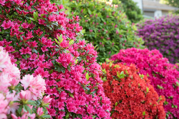 Wall Mural - 色とりどりのツツジが満開の日本庭園　Multicolored azalea flowers in Japanese garden