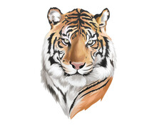 Tiger Head Vector
