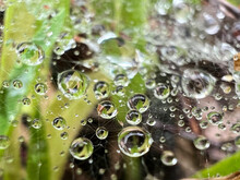Abstract Image Of A Spider Web After The Rain With Partially Unfocussed Water Drops, Natural Background. Selective Focus. Selective Focus