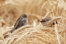 Sparrows Sitting On Ears Of Wheat On Autumn Field. Rural Scene, Background For Harvest And Agriculture
