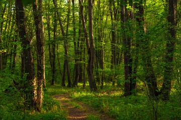  Path in the green dense summer forest