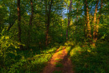 Fototapeta  - Path in the green dense summer forest