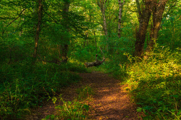 Wall Mural - Path in the green dense summer forest