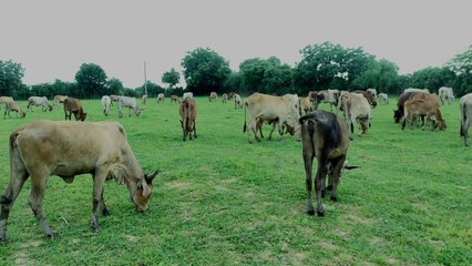 Wall Mural - Cow grazing in a village farm in India Gujarat Ahemdabad Viramgam Zezra