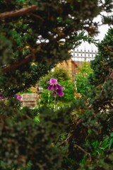 Wall Mural - Purple flower plant in the garden