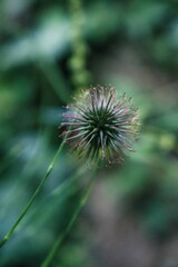 Poster - Dandelion plant in the garden with a bokeh background