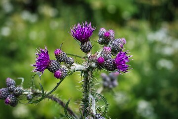 Poster - Violet flower plant in the garden with a bokeh background