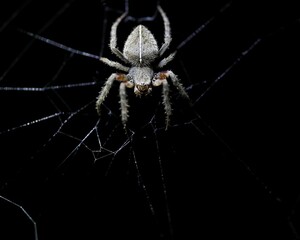 Sticker - Closeup shot of a fuzzy spider weaving a web at night