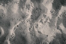 Bird Footsteps In Sand
