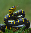 Gold-ringed snake