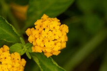 Selective Focus On Yellow Lantana Flowers Blooming In The Garden On A Sunny Day