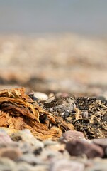 Poster - Closeup vertical shot of a dunlin having 40 winks