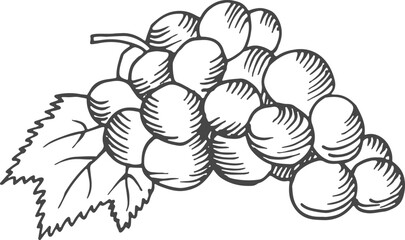Wall Mural - grape bunch engraving. wine berries hand drawn sketch