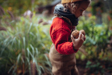Close-up Of Little Girl In Autumn Clothes Harvesting Organic Potatoes, Sustainable Lifestyle.