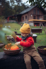 Little Girl In Autumn Clothes Harvesting Organic Pumpkin And Corn In Her Basket, Sustainable Lifestyle.