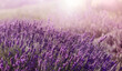 Fiore viola lavanda