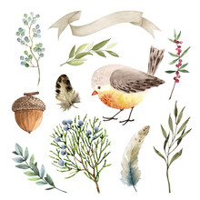 Botanical Set Of Plants And Birds On A White Background Close-up, Watercolor Illustration.