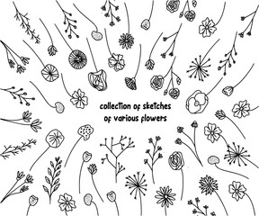 Wall Mural - big set of botanical sketches and line doodles. hand drawn design floral elements. isolated flowers, leaves, herbs for decoration prints, labels, patterns. vector illustration