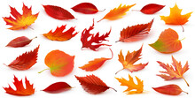 Collection Of Red Autumn Trees Leaves Fallen To The Ground With Shadow Isolated On White Background. Digital Illustration