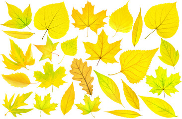 Wall Mural - Collection of 25 yellow autumn tree leaves on white background. Digital illustration