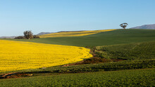 Patch Of Bright Yellow Canola Flowers, Green Fields And Blue Sky