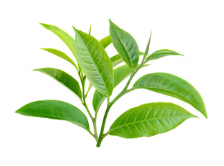green tea leaf isolated on transparent png