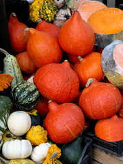 Wall Mural - various multicolor pumpkins as vegetable or decoration