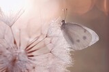 Fototapeta Kwiaty - Motyl bielinek
