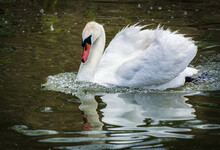 A White Swan Swims On A Calm Lake