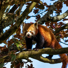 Sticker - Red panda (Ailurus fulgens) known as lesser panda, the red bear-cat, or cat-bear