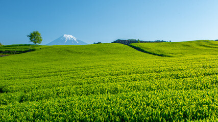 Tea farm with Fuji mountain in background