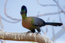Purple Crested Turaco (Tauraco Porphyreolophus) Perched On A Branch In Forest. Swaziland National Bird.