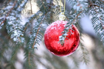 Wall Mural - Red Christmas ball hanging on a fir branches covered by snow and frost. New Year tree with decorations