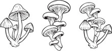 Mushrooms Poisonous  Vector Illustration Drawn By Hand, The Family Of Inedible Mushrooms Dangerous Mushrooms, Toadstool, Fly Agaric, White Toadstool, Family Of Mushrooms Isolated On A White Background