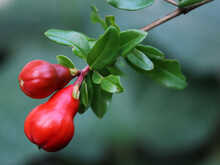 Small Young Pomegranate Fruit Growing On Tree Branch Among Green Leaves And Red Flowers