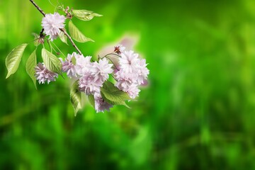 Poster - White fresh aroma flower on bokeh of green leaves background. Nature concept for design.