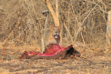 Lion With Kill In Gir National Park, India