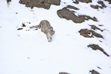 Snow Leopard Looking At Camera In The Snow At Hemis National Park, India