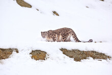 Snow Leopard Portrait On Snow At Hemis National Park, India