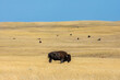 Buffalo grazes with bison herd on Great Plains grassland of South Dakota