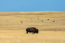 Buffalo Grazes With Bison Herd On Great Plains Grassland Of South Dakota