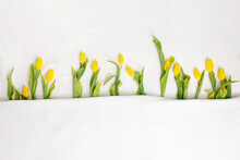 A Simple Row Of Yellow Tulips In A Row Peeking Out Of A Blanket As A Spring Background With Copy Space
