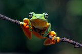 Fototapeta Zwierzęta - Rhacophorus Reinwardtii, Flying Tree Frog on the branch